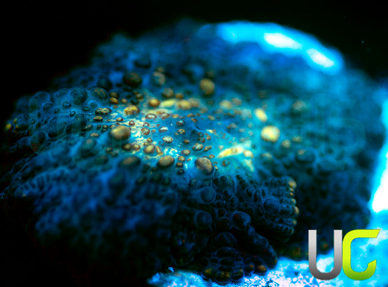 UC Star Crossed Mushroom