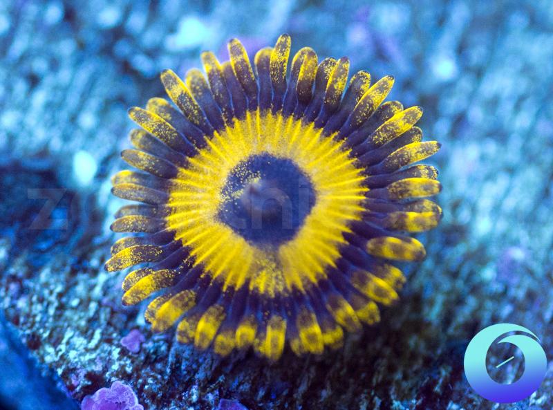LA Lakers