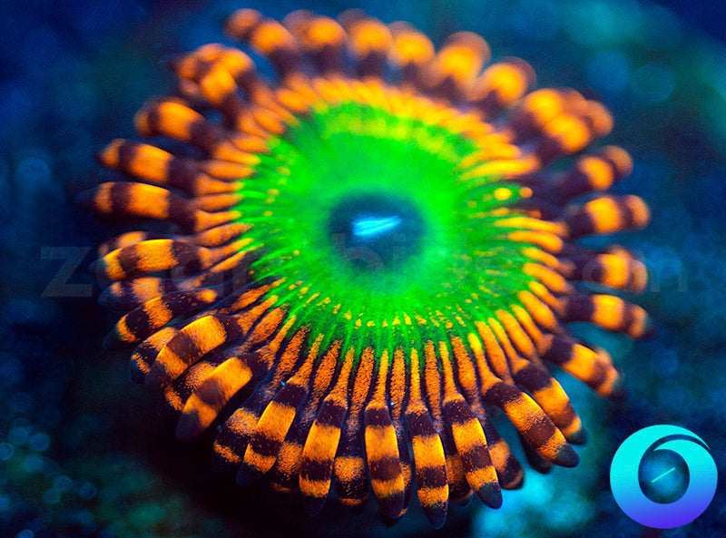 OG Candy Apple Orange