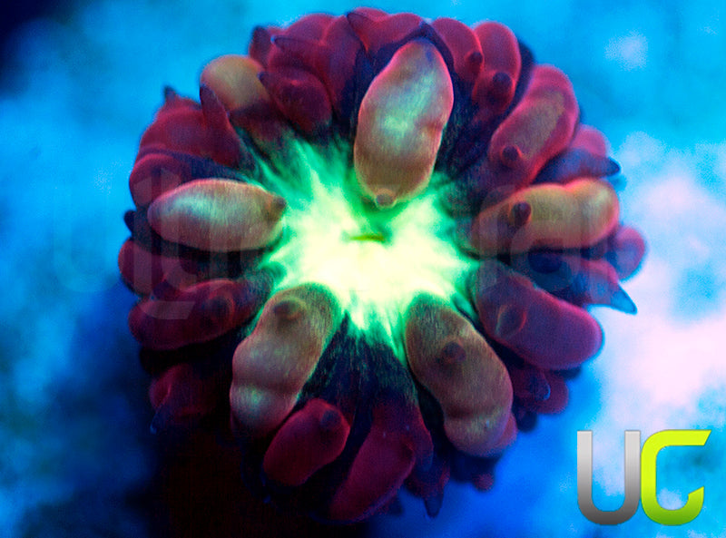 UC Gypsy Blasto Merletti