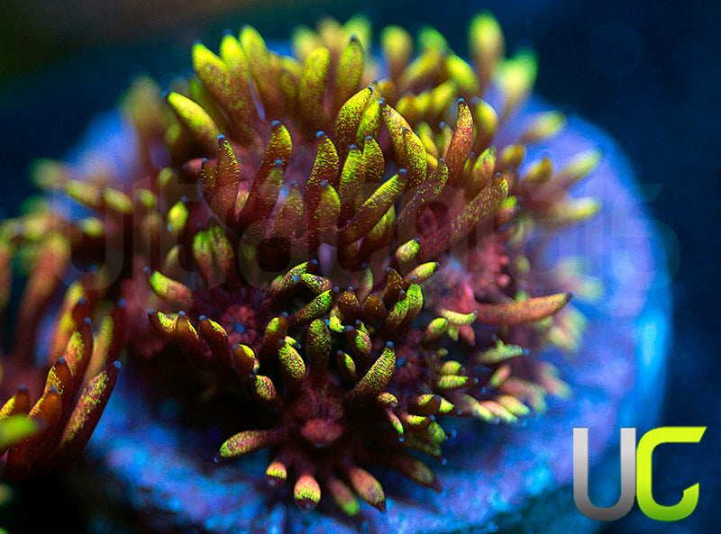 Pedros Rainbow Glitter Goni