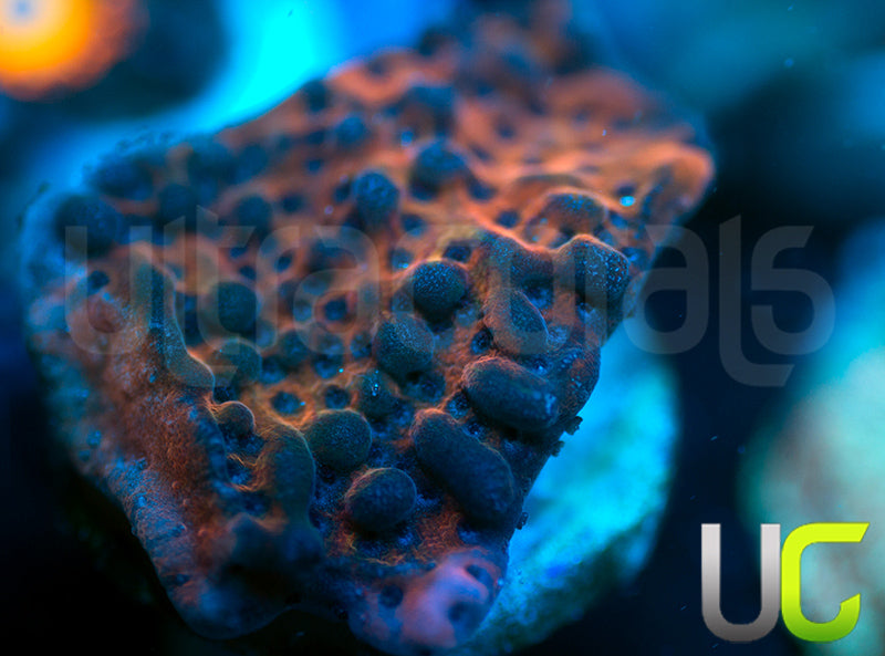 RR Nauti Spiral Monti