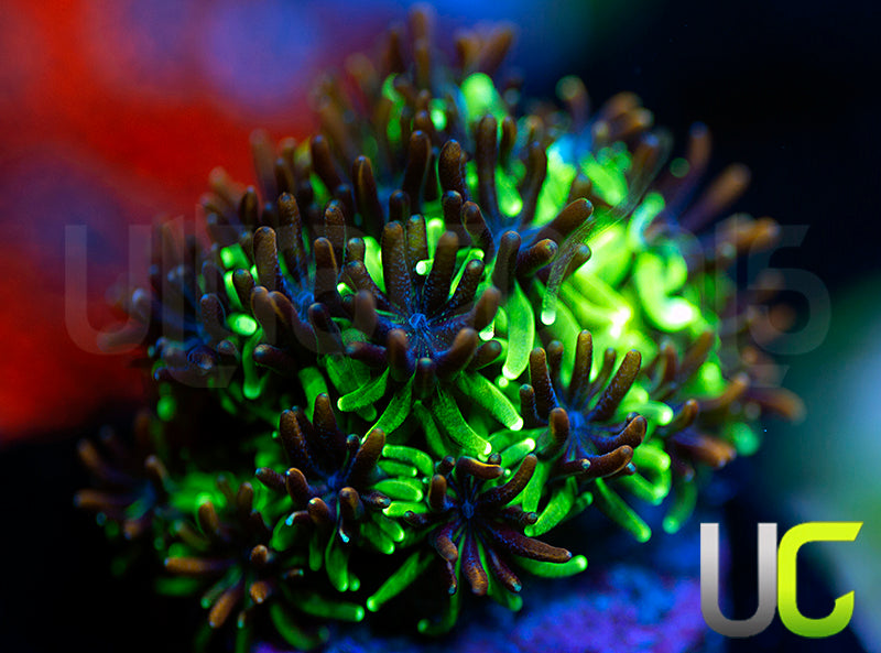 Sonic the Hedgehog Galaxia