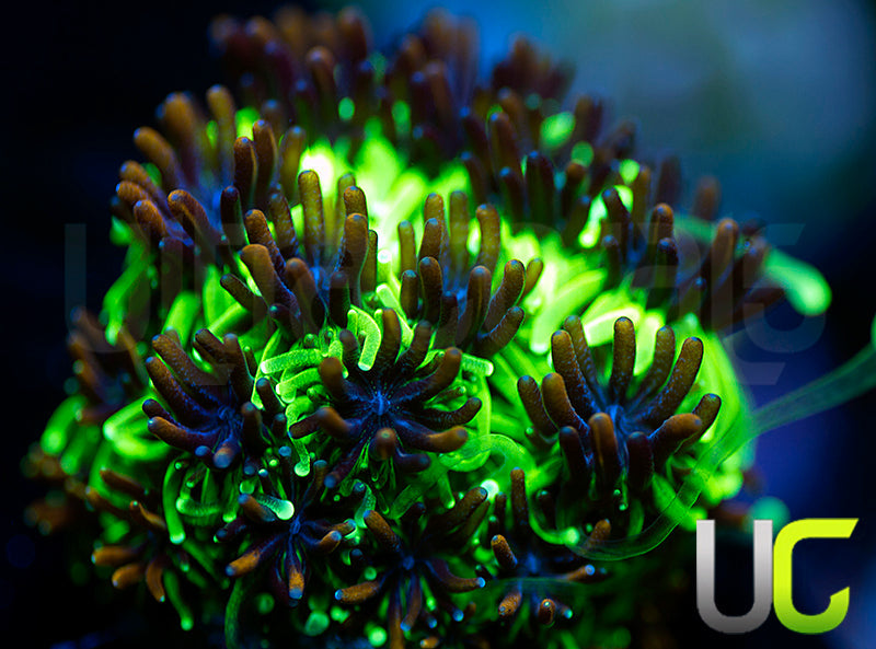 Sonic the Hedgehog Galaxia