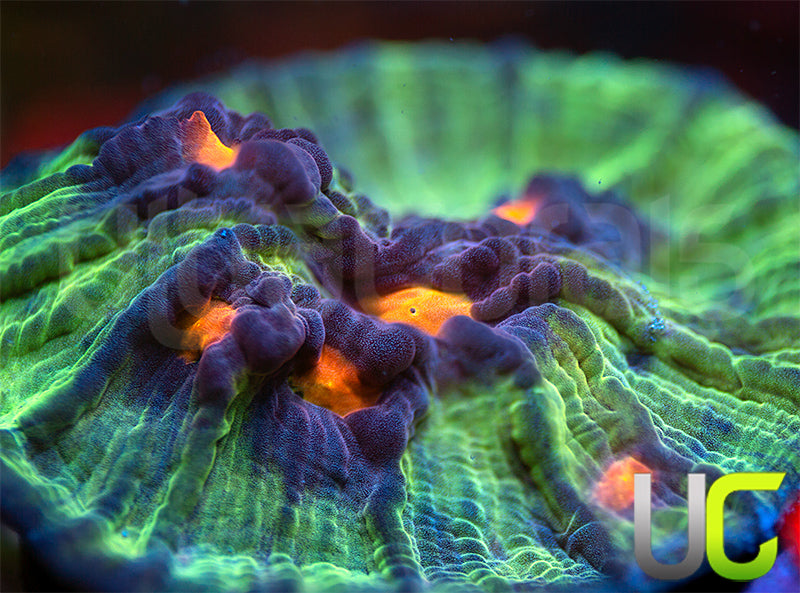 UC Jamberry Mycedium Chalice