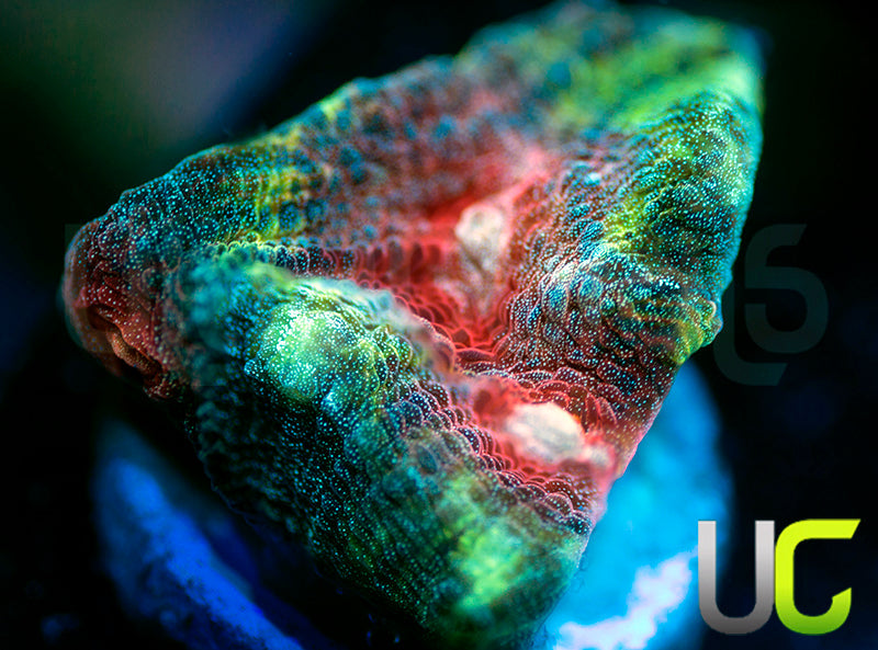 NEW RELEASE: Strawberry Martini Chalice