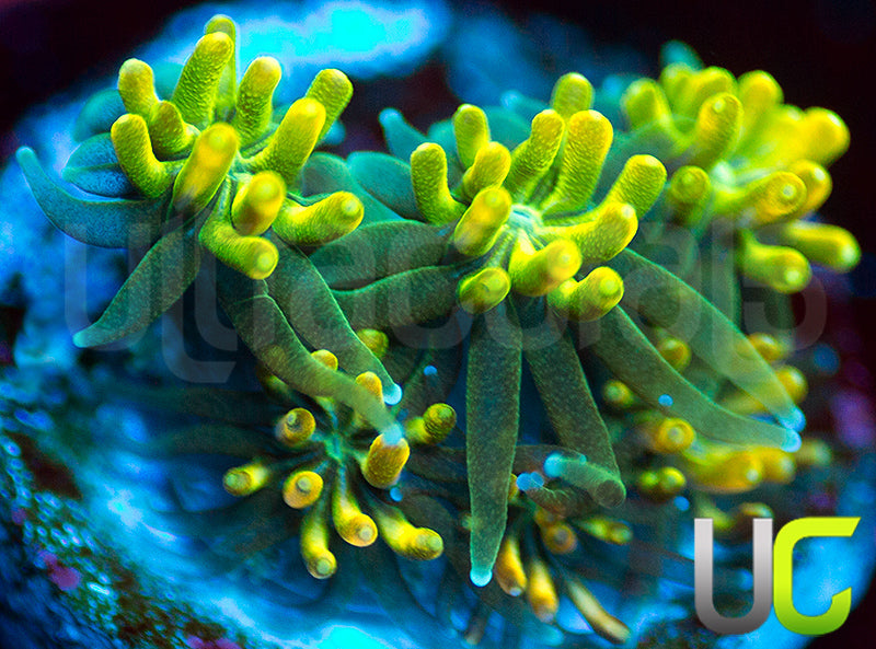 UC Lemon Lime Galaxia