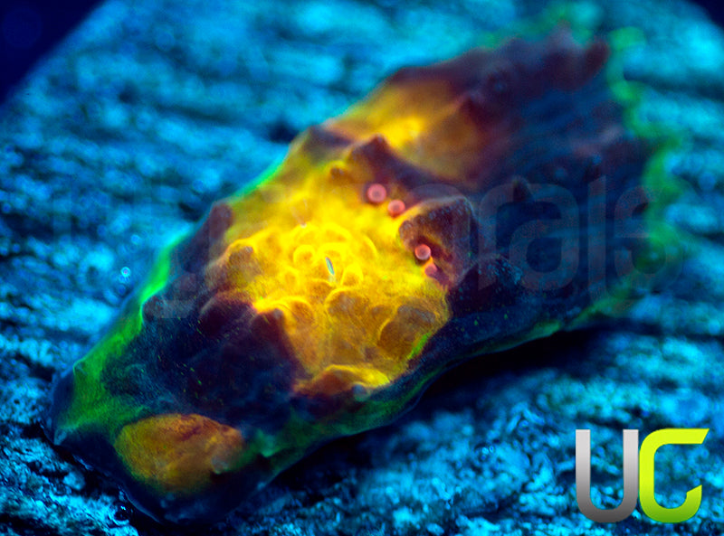 UC Mario Kart Chalice