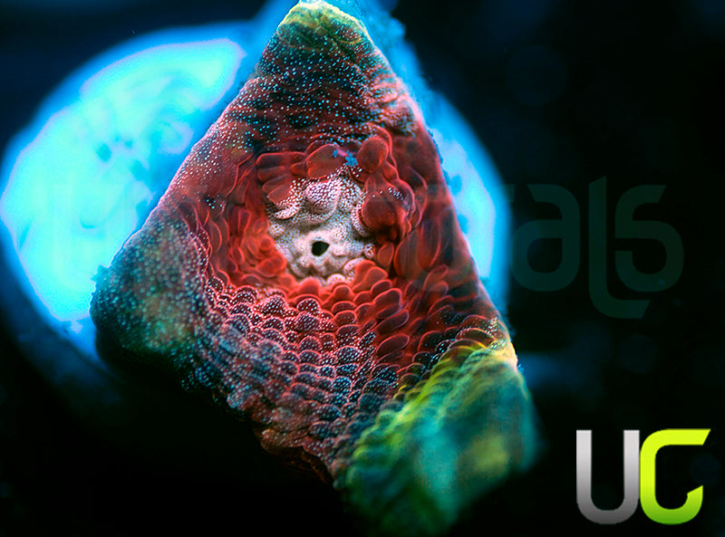 NEW RELEASE: Strawberry Martini Chalice