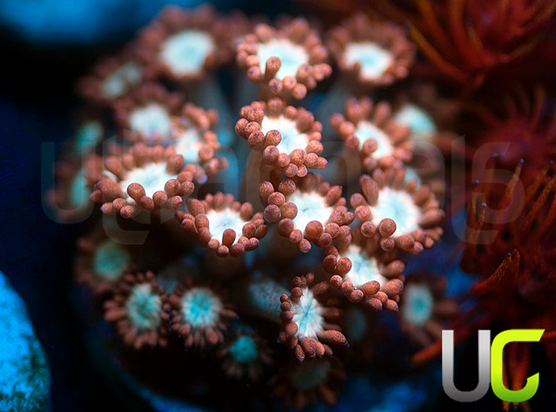 UC Cosmic Candy Goni