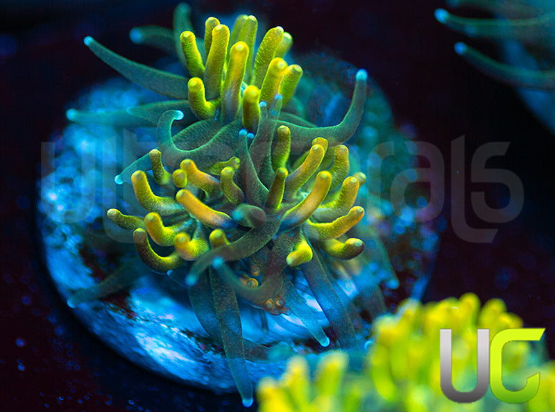 UC Lemon Lime Galaxia