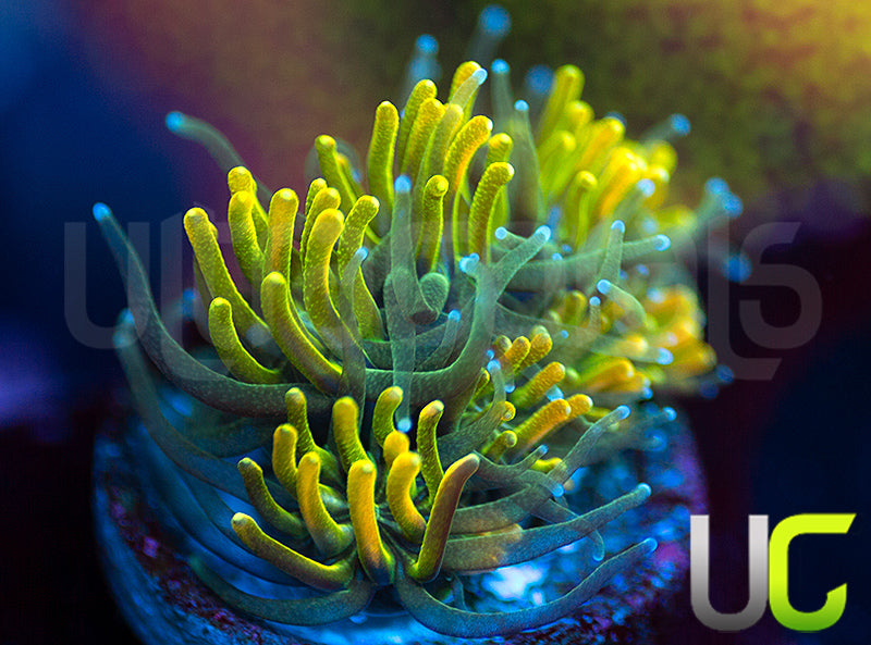 UC Lemon Lime Galaxia