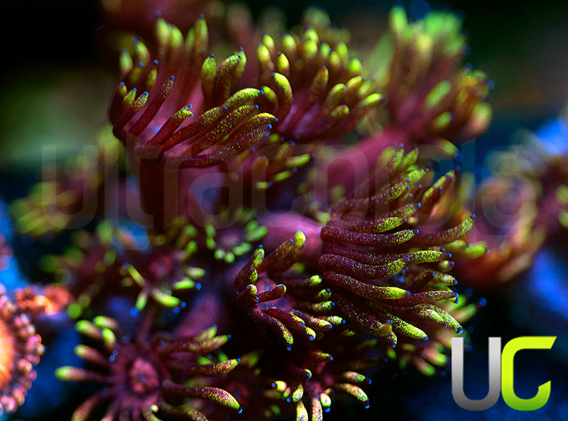 Pedros Rainbow Glitter Goni