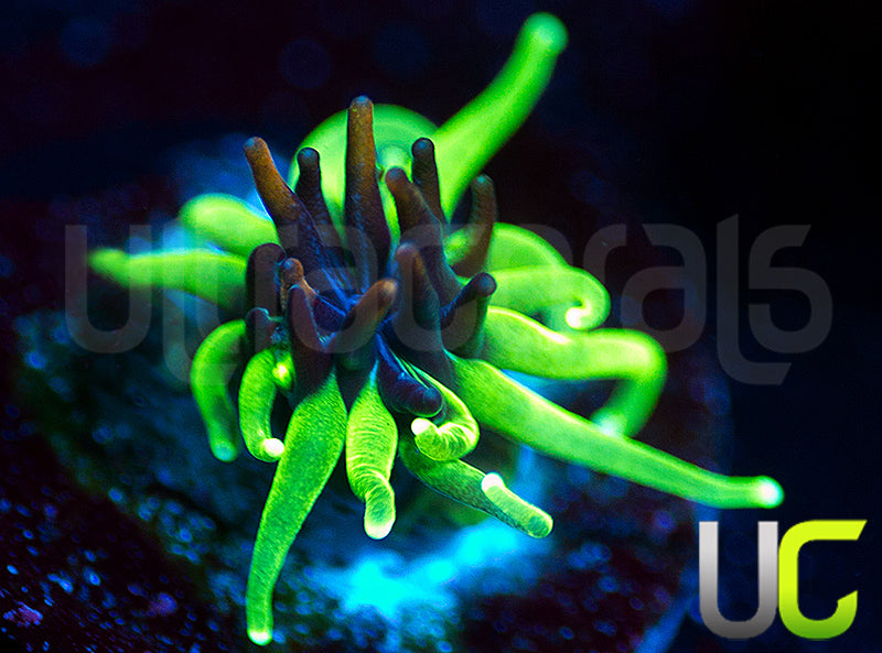 Sonic the Hedgehog Galaxia