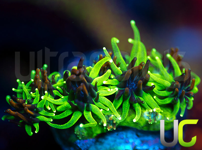 Sonic the Hedgehog Galaxia