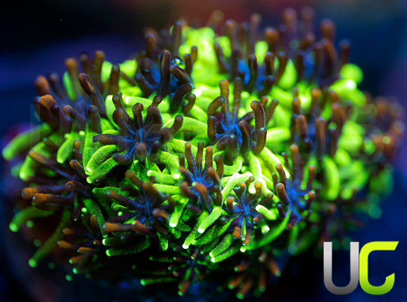 Sonic the Hedgehog Galaxia