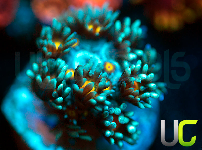 UC Rainbow Wolverine Goni