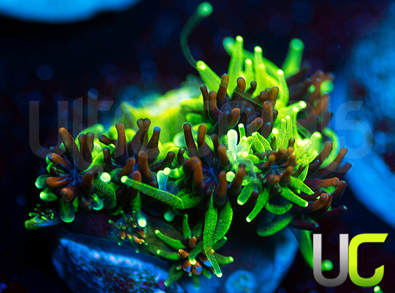 Sonic the Hedgehog Galaxia