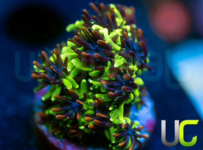 Sonic the Hedgehog Galaxia