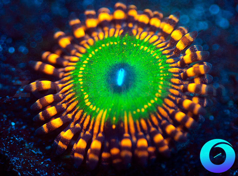 OG Candy Apple Orange