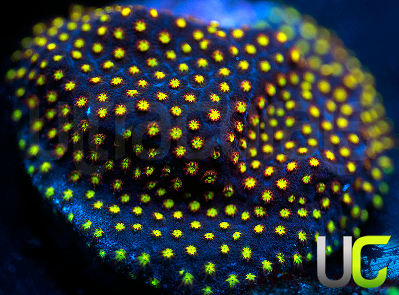 UC Flamethrower Stylo