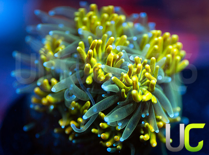 UC Lemon Lime Galaxia