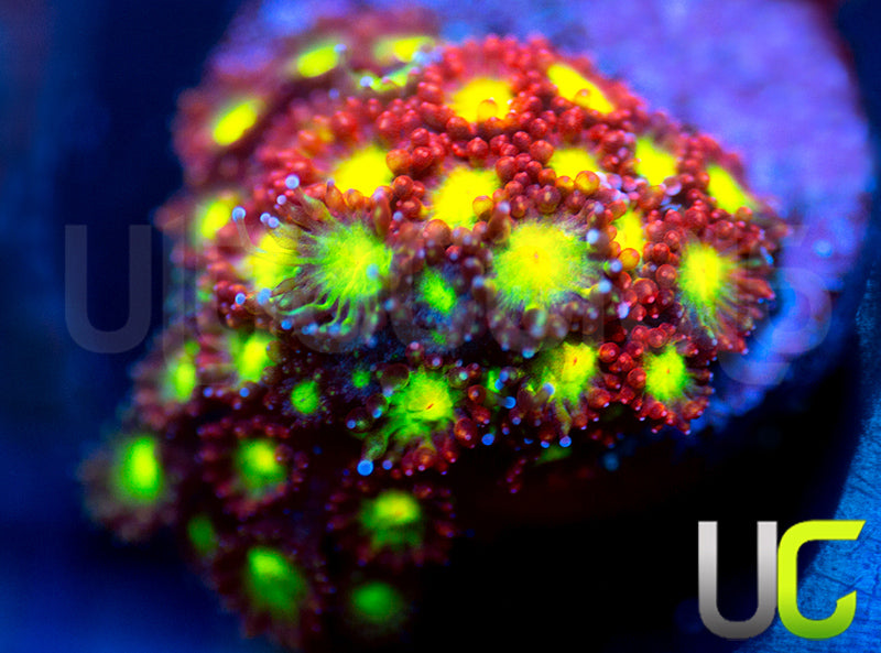 UC Party Crasher Micro Goni