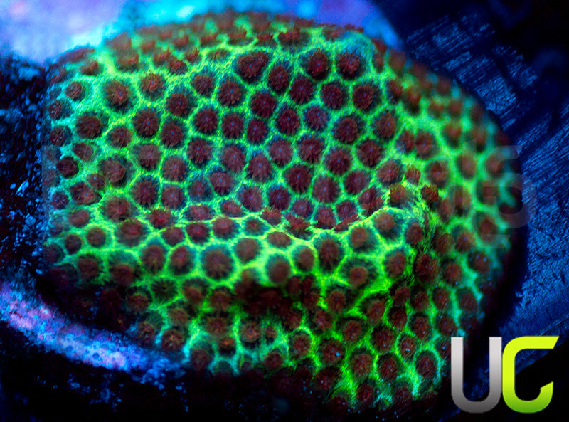 UC The Grinch Porites