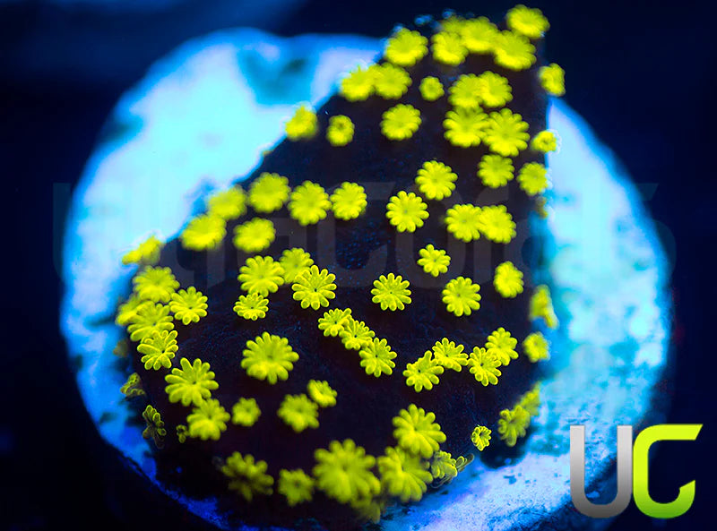 NEW RELEASE: UC Black Magic Monti