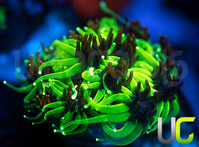 Sonic the Hedgehog Galaxia