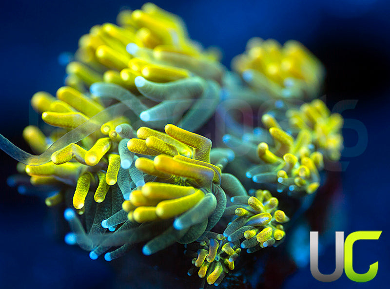 UC Lemon Lime Galaxia