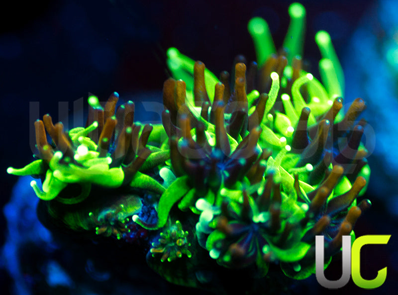 Sonic the Hedgehog Galaxia