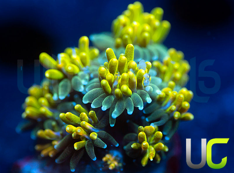 UC Lemon Lime Galaxia