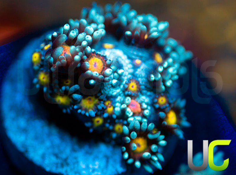 UC Rainbow Wolverine Goni