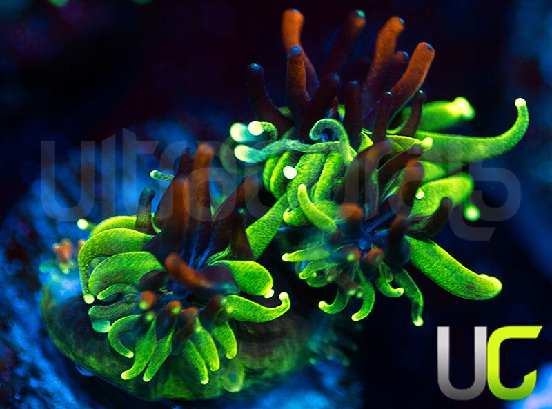 Sonic the Hedgehog Galaxia