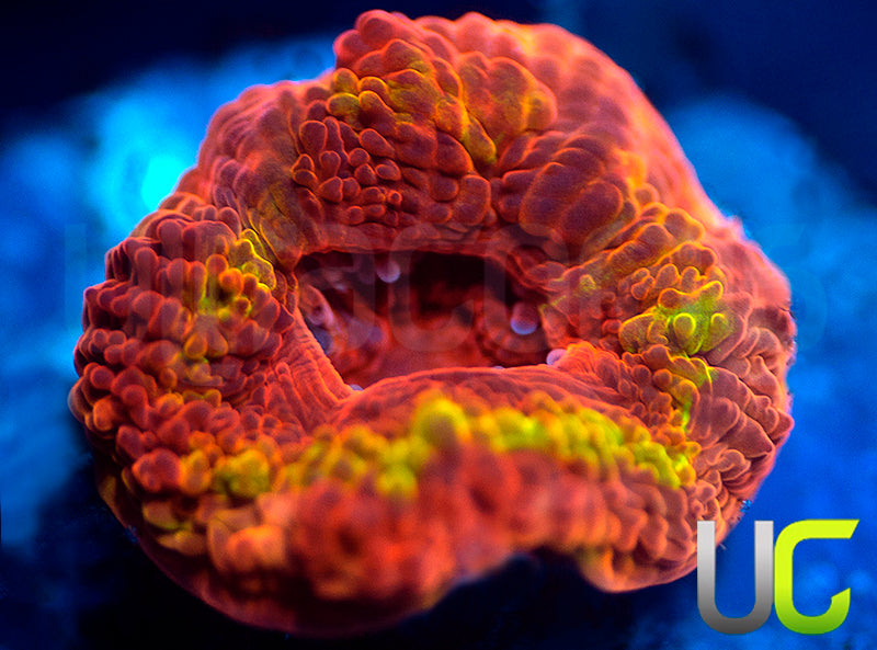 UC Ketchup and Mustard Micro Lord