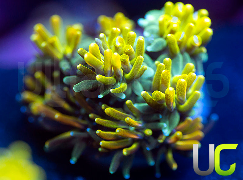 UC Lemon Lime Galaxia