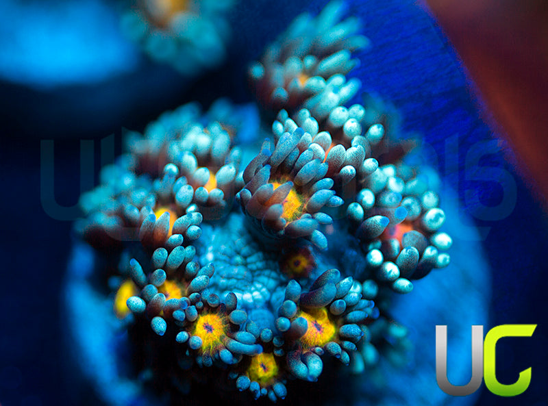 UC Rainbow Wolverine Goni