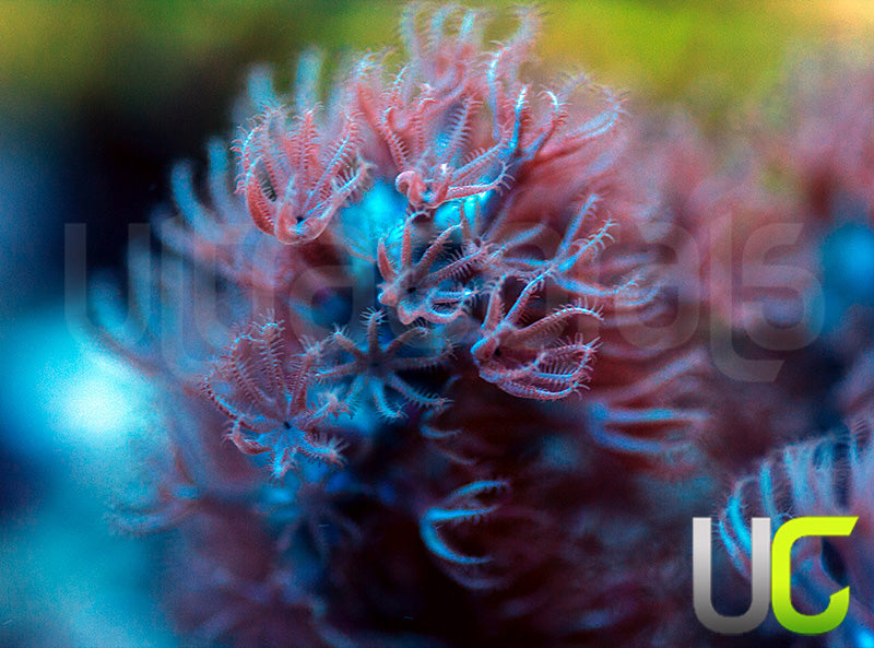 Aquacultured Slit Pore Gorgonia