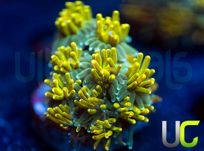 UC Lemon Lime Galaxia