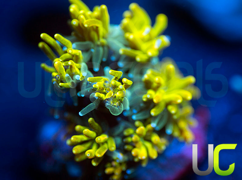 UC Lemon Lime Galaxia