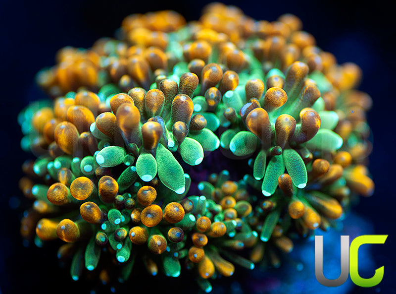 UC Roman Candle Galaxia