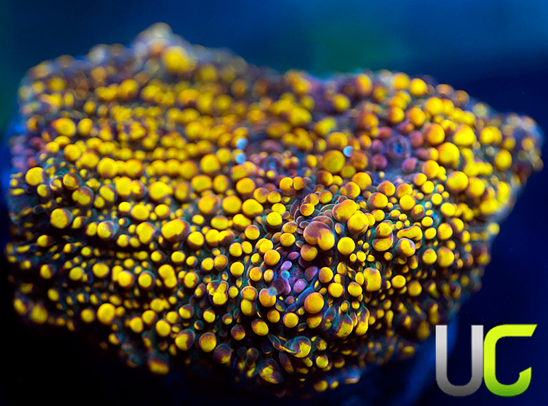 NEW RELEASE: UC 24K Chalice