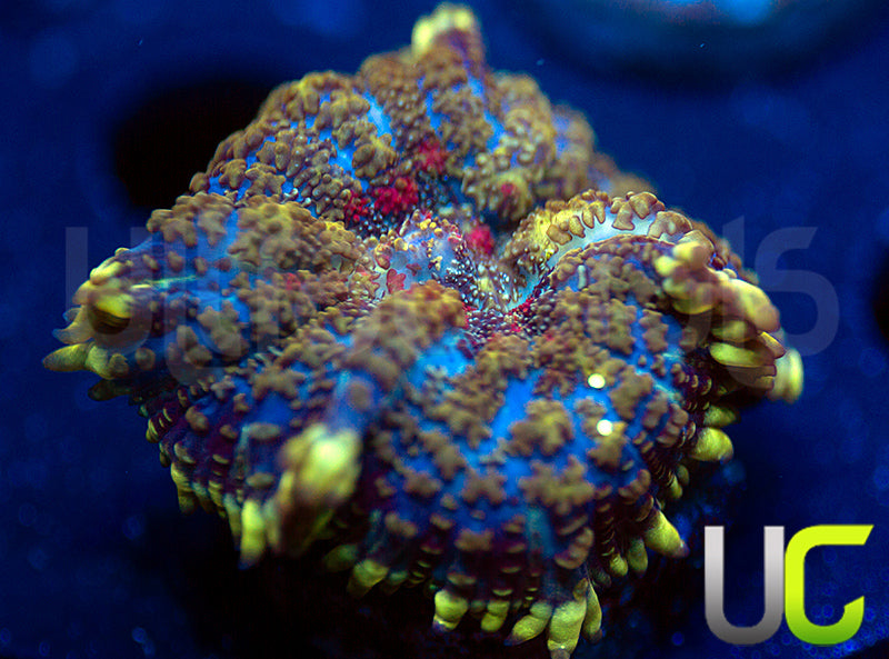 UC High Roller Mushroom