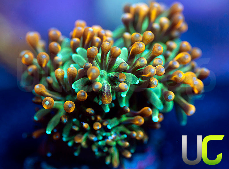 UC Roman Candle Galaxia