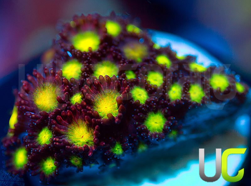 UC Party Crasher Micro Goni