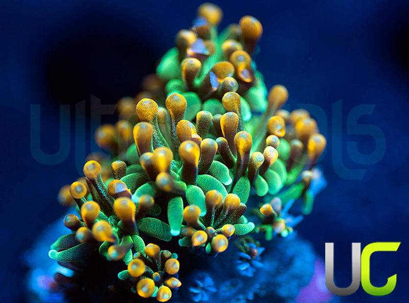 UC Roman Candle Galaxia