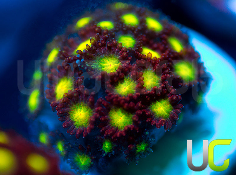 UC Party Crasher Micro Goni