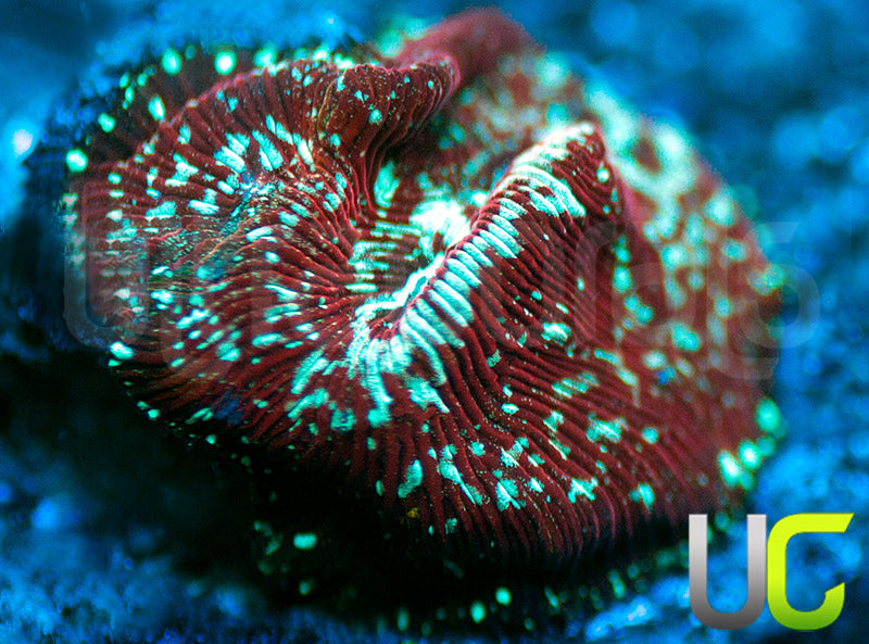 UC Phantom Splash Lepto