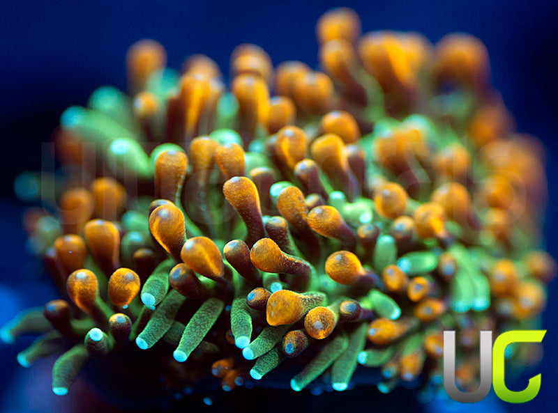 UC Roman Candle Galaxia